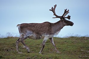 Woodland Caribou Hunt