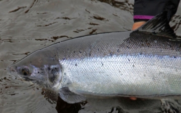 Atlantic Salmon (Salmo Salar)