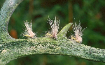 Dry Fly: Fragile Darters