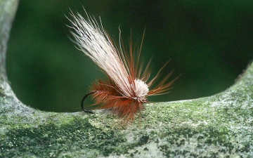 Dry Fly: Orange Fragile Darter