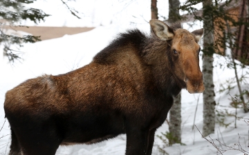Moose Hanging Around 