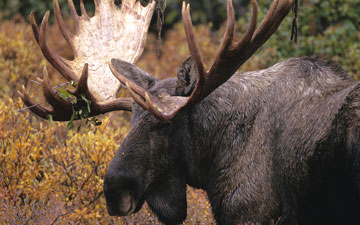 Tuckamore Lodge - Wildlife - Category: Wildlife