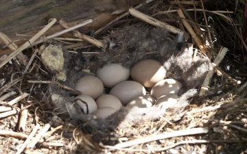 Bird's Eggs