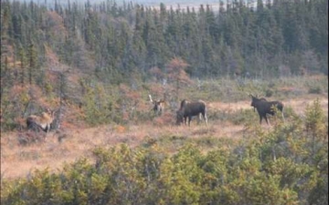 Moose Herd