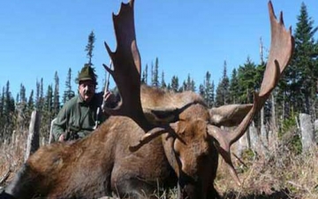 Another Big Moose