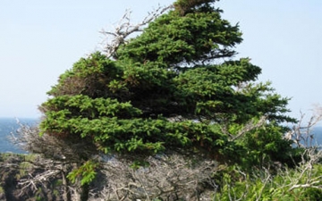 Tuckamore Tree
