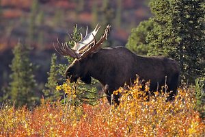 Moose, Caribou And Black Bear Hunt