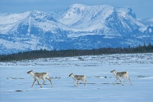 Moose And Caribou Hunt