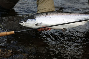 Salmon And Trout Fishing
